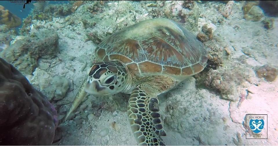 Готель Sipadan Micro Dive Mabul Island Екстер'єр фото