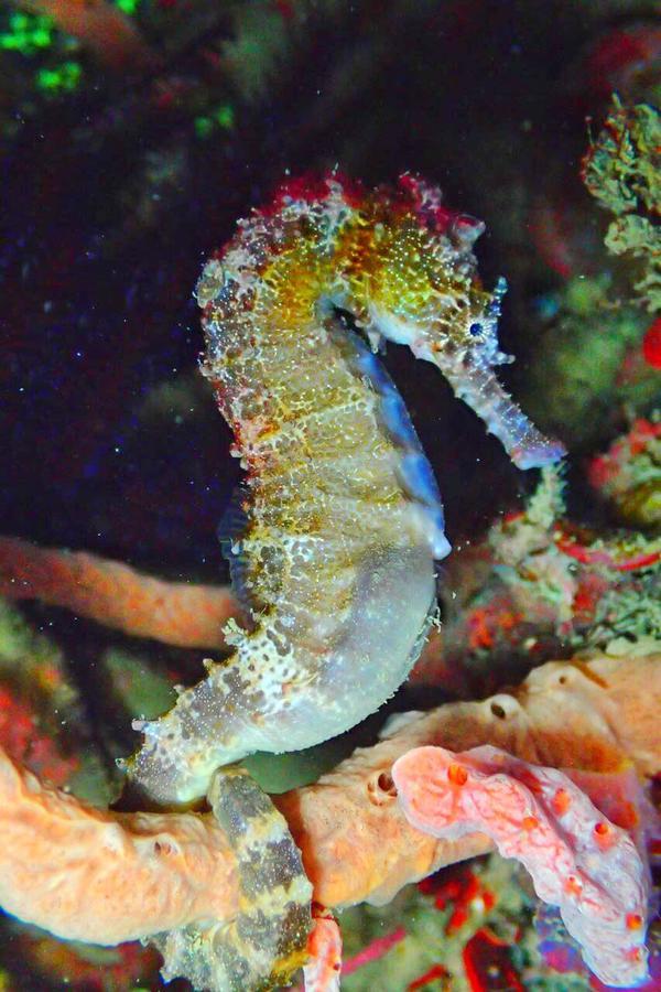 Готель Sipadan Micro Dive Mabul Island Екстер'єр фото